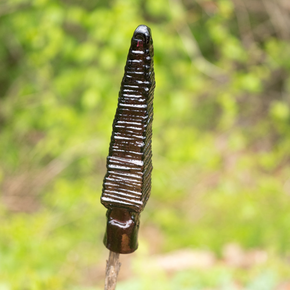 Close-up of a dark brown insect larva on a blurred green natural background