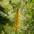 2515 Garden Spear - Citrine